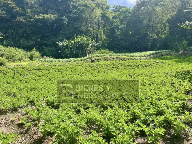 Terreno en Chiriqui, Tierras Altas, 4,398,91 mts2, en Bambito. - Imagen 3