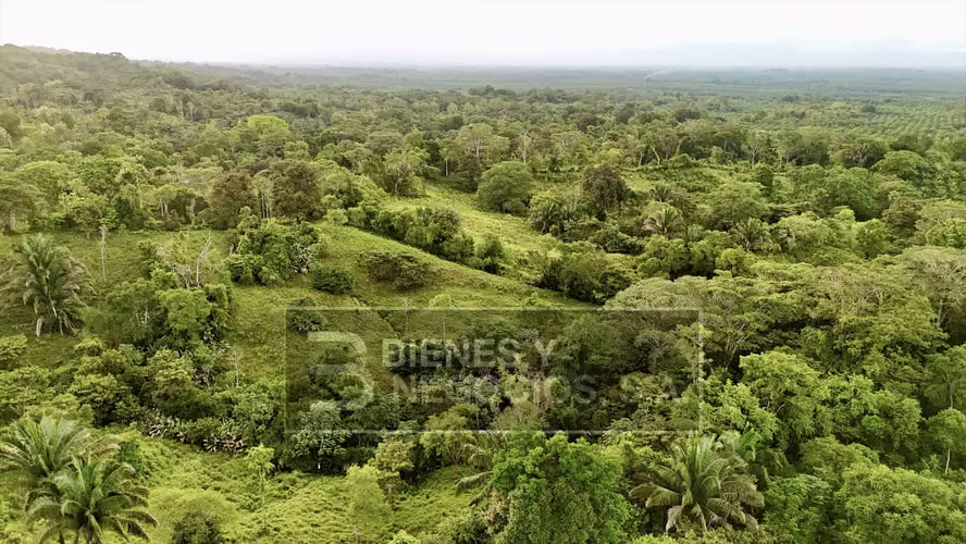 Finca en Chiriqui, Baru, 57.9 Hectáreas, La Victoria - Imagen 16