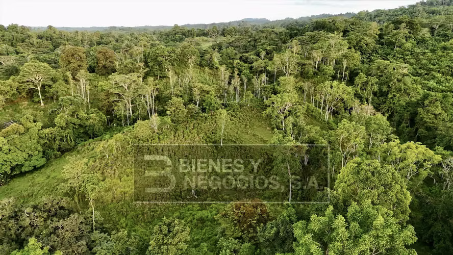 Finca en Chiriqui, Baru, 57.9 Hectáreas, La Victoria - Imagen 5