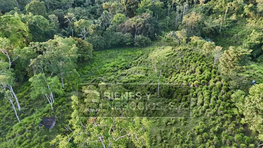 Finca en Chiriqui, Baru, 57.9 Hectáreas, La Victoria - Imagen 2