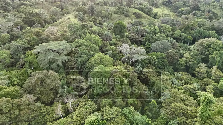 Finca en Chiriqui, Baru, 57.9 Hectáreas, La Victoria - Imagen 14