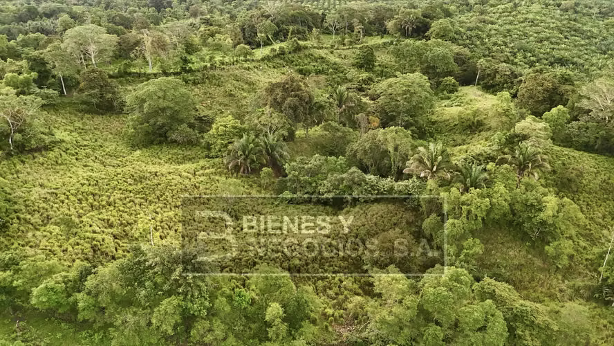 Finca en Chiriqui, Baru, 57.9 Hectáreas, La Victoria - Imagen 13