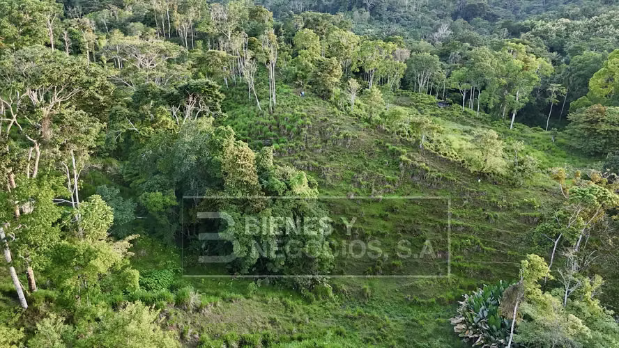 Finca en Chiriqui, Baru, 57.9 Hectáreas, La Victoria - Imagen 3