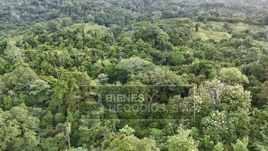 Finca en Chiriqui, Baru, 57.9 Hectáreas, La Victoria - Imagen 15