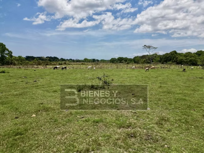 Finca en Chiriqui, Bugaba, 259 hectáreas en Santo Domingo