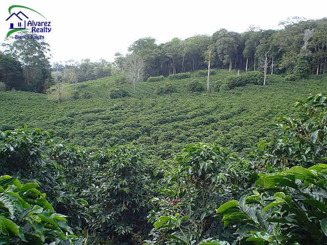 ID # F-0119 Finca de Café