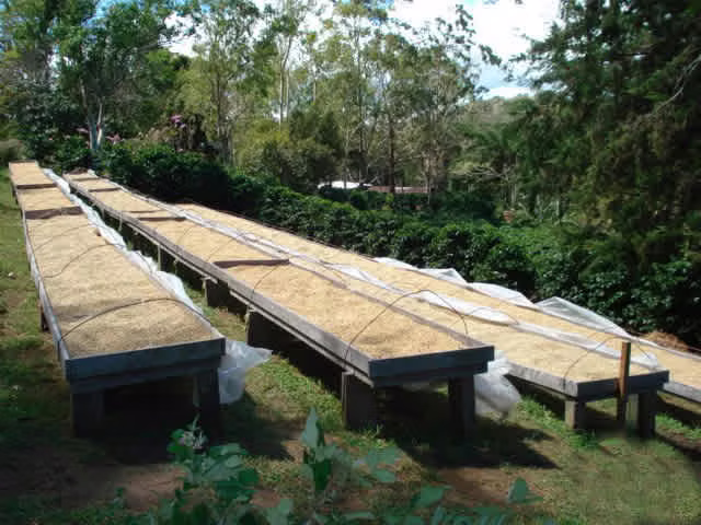 ID # F-0119 Finca de Café