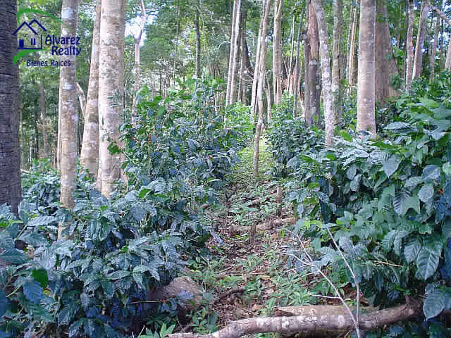 ID # F-0119 Finca de Café