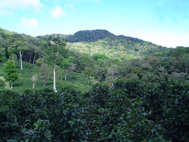 ID # F-0119 Finca de Café