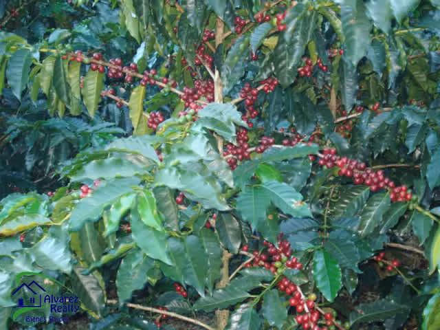 ID # F-0119 Finca de Café