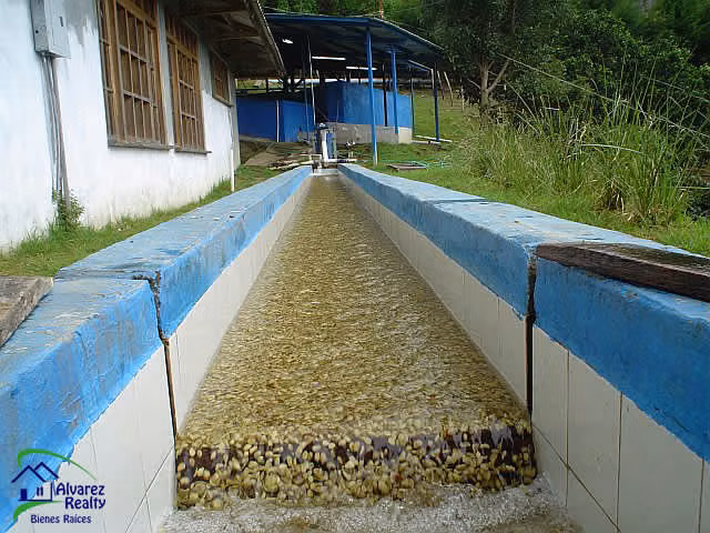 ID # F-0119 Finca de Café