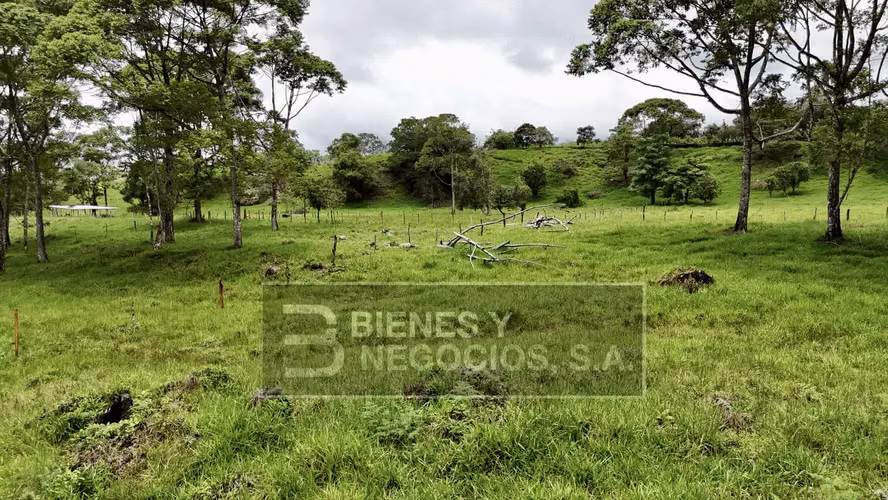 Finca en Chiriqui, Boqueron, 10.9 hectáreas en Guayabal