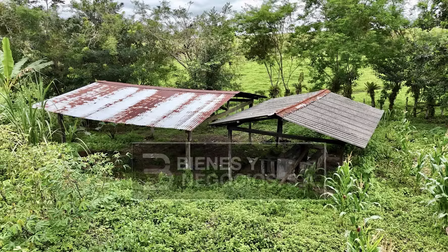 Finca en Chiriqui, Boqueron, 10.9 hectáreas en Guayabal