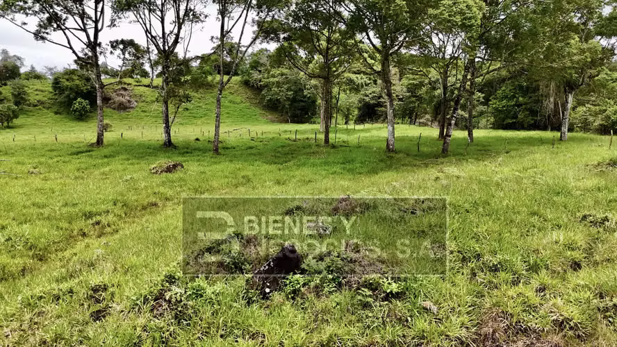 Finca en Chiriqui, Boqueron, 10.9 hectáreas en Guayabal