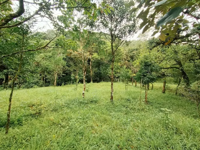 Se vende lote en Jaramillo Abajo, Boquete, Chiriquí - Imagen 4
