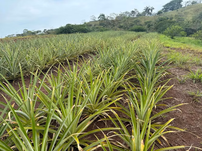 Venta de Finca en La Chorrera, Los Mortales, 54 hectáreas