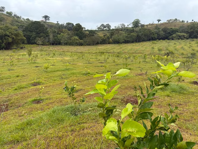 Venta de Finca en La Chorrera, Los Mortales, 54 hectáreas