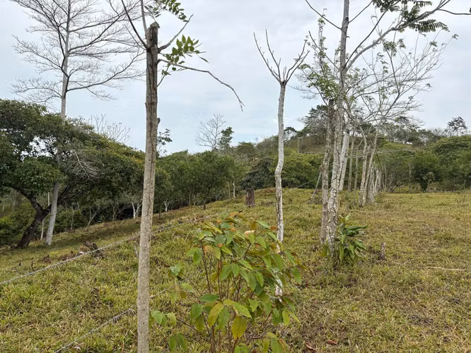 Venta de Finca en La Chorrera, Los Mortales, 54 hectáreas
