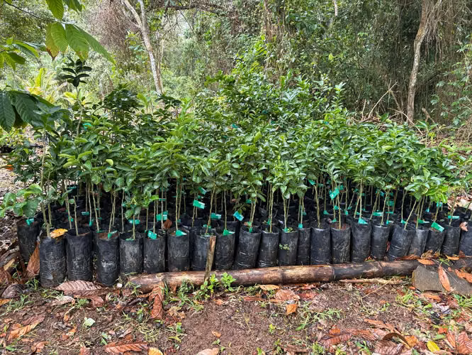 Venta de Finca en La Chorrera, Los Mortales, 54 hectáreas
