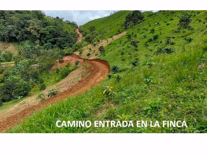VENTA DE FINCA DE CAFÉ Y FRUTALES, TERRENO EN EL CACAO, CAPIRA (13)
