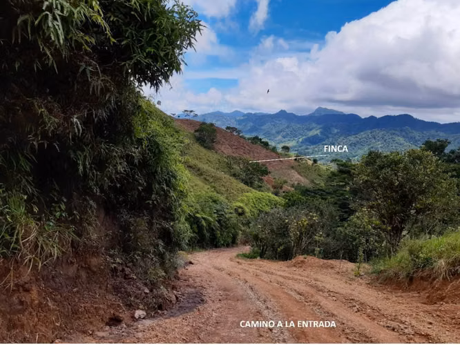 FOR SALE COFFEE & FRUIT FARM LAND IN EL CACAO, CAPIRA (13)