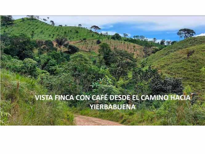 VENTA DE FINCA DE CAFÉ Y FRUTALES, TERRENO EN EL CACAO, CAPIRA (13)