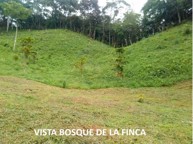 VENTA DE FINCA DE CAFÉ Y FRUTALES, TERRENO EN EL CACAO, CAPIRA (13)