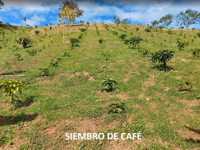 VENTA DE FINCA DE CAFÉ Y FRUTALES, TERRENO EN EL CACAO, CAPIRA (13)