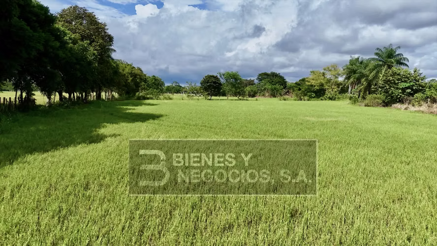 Finca en Chiriqui, Alanje, 23.3 hectáreas en Canta Gallo en dos fincas - Imagen 8