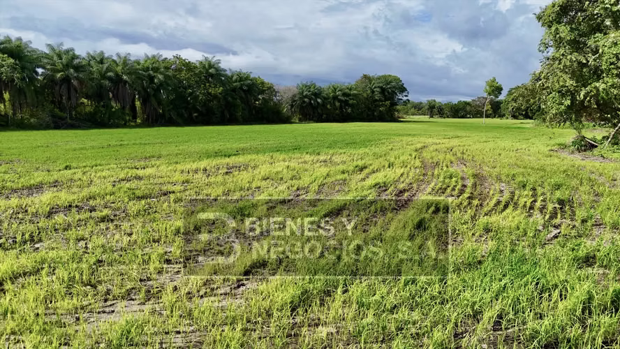 Finca en Chiriqui, Alanje, 23.3 hectáreas en Canta Gallo en dos fincas - Imagen 11