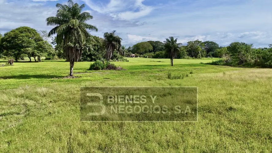 Finca en Chiriqui, Alanje, 23.3 hectáreas en Canta Gallo en dos fincas - Imagen 6
