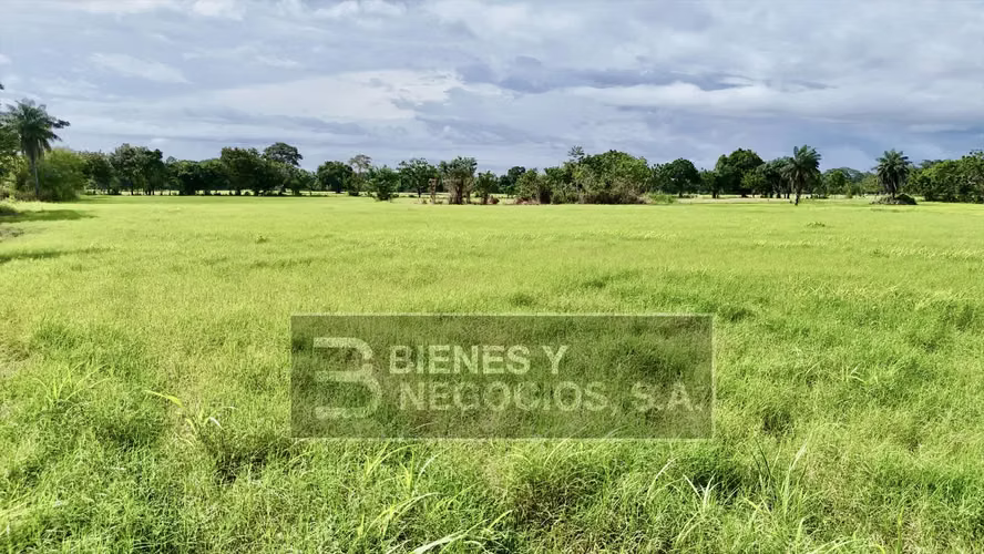 Finca en Chiriqui, Alanje, 23.3 hectáreas en Canta Gallo en dos fincas - Imagen 12