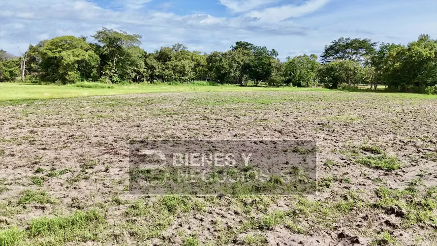 Finca en Chiriqui, Alanje, 23.3 hectáreas en Canta Gallo en dos fincas - Imagen 10