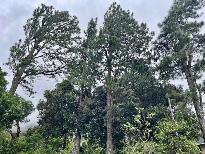 Terreno en Chiriqui, Boquete, 3,875,89 mts2 en Jaramillo Abajo - Imagen 7