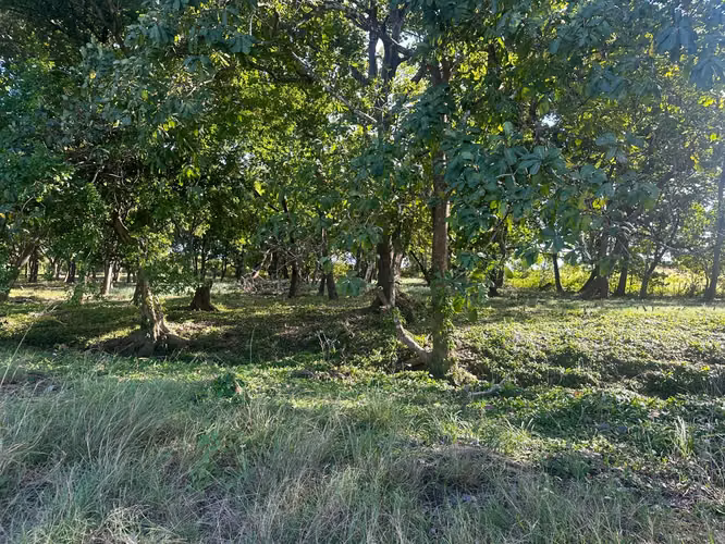 Se vede terreno “Precio negociable” en LAS TABLAS Via El Uverito OV