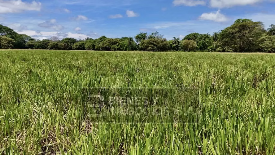 Finca en Chiriqui, Alanje, 33.5  hectáreas en Guarumal