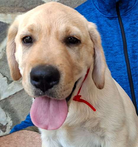 LABRADORES RETRIEVERS BELLOS, HERMOSOS Y PUROS