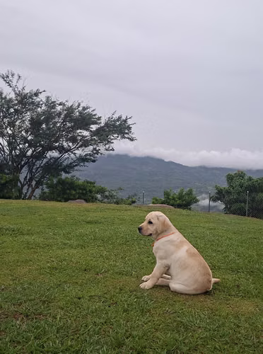 LABRADORES RETRIEVERS HERMOSOS REGISTRO/PEDIGRÍ