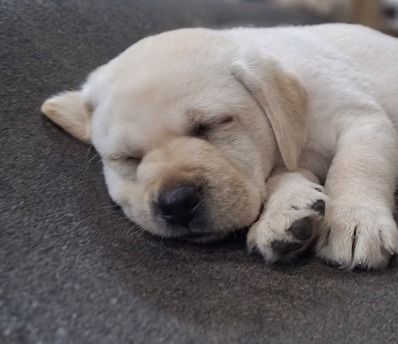 LABRADORES RETRIEVERS HERMOSOS Y CON PEDIGRÍ