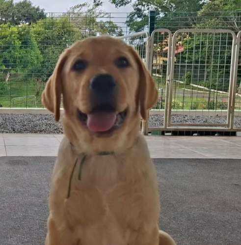 LABRADORES RETRIEVERS BELLOS, HERMOSOS Y PUROS