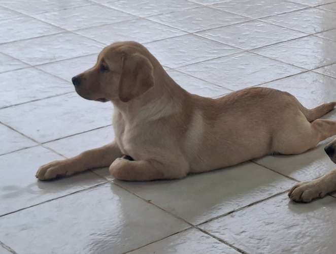 LABRADORES RETRIEVERS BELLOS, HERMOSOS Y PUROS