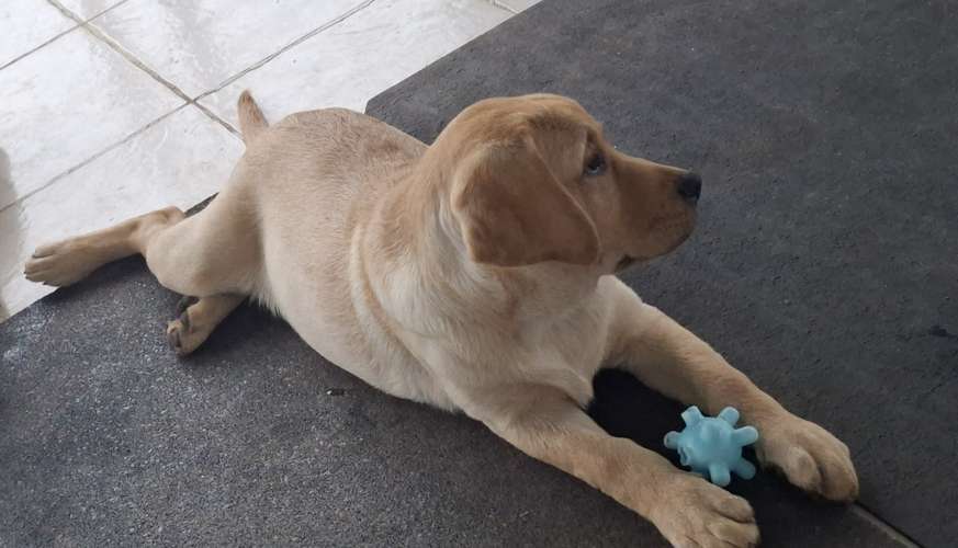 LABRADORES RETRIEVERS BELLOS, HERMOSOS Y PUROS