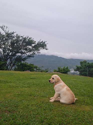 LABRADORES RETRIEVERS BELLOS, HERMOSOS Y PUROS