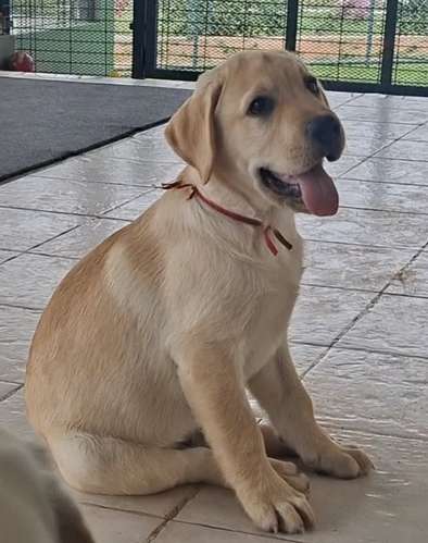 LABRADORES RETRIEVERS BELLOS, HERMOSOS Y PUROS
