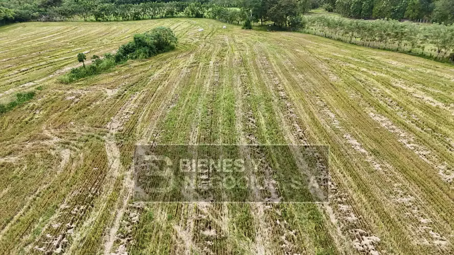 Finca en Chiriqui, Alanje, 10.9 hectáreas en Guarumal - Imagen 3