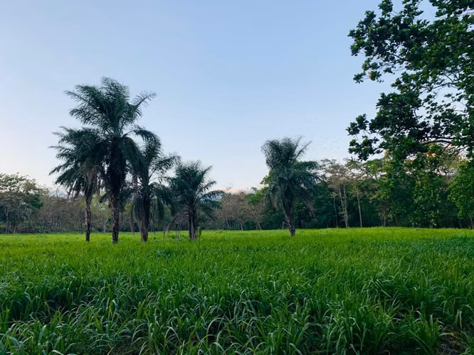 Se vende espectacular finca Chiriquí 10,000 por hectárea