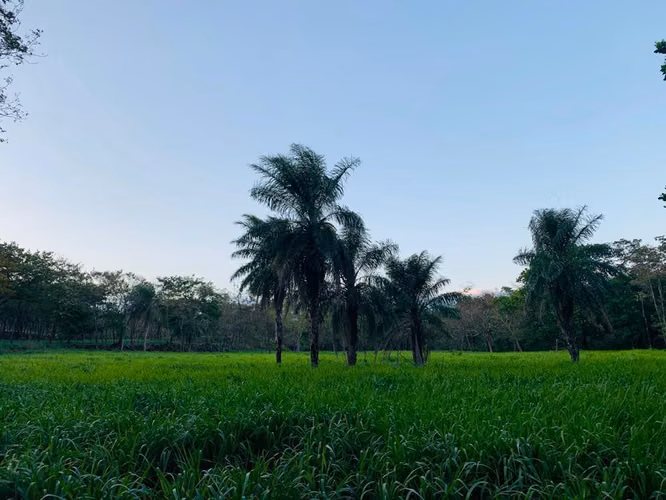 Se vende espectacular finca Chiriquí 10,000 por hectárea