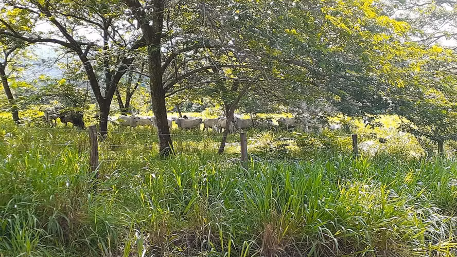 Se vende espectacular finca Chiriquí 10,000 por hectárea