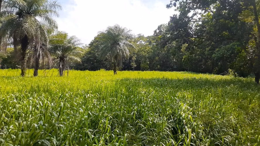 Se vende espectacular finca Chiriquí 10,000 por hectárea