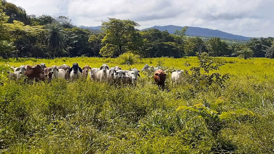 Se vende espectacular finca Chiriquí 10,000 por hectárea